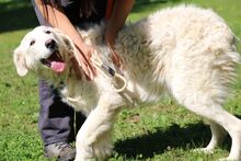 VENCESLAO, Hund, Maremmano in Italien - Bild 4