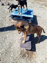JANNE, Hund, Mischlingshund in Zypern - Bild 10