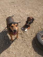 JANNE, Hund, Mischlingshund in Zypern - Bild 12