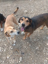 JANNE, Hund, Mischlingshund in Zypern - Bild 19