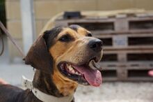 JANNE, Hund, Mischlingshund in Zypern - Bild 2