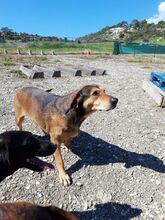 JANNE, Hund, Mischlingshund in Zypern - Bild 21