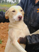 LUSY, Hund, Mischlingshund in Spanien - Bild 1