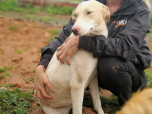 LUSY, Hund, Mischlingshund in Spanien - Bild 4