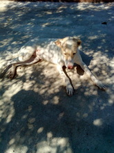 LUSY, Hund, Mischlingshund in Spanien - Bild 7