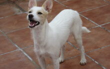GUNDI, Hund, Mischlingshund in Spanien - Bild 1