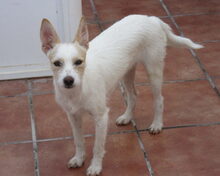 GUNDI, Hund, Mischlingshund in Spanien - Bild 2