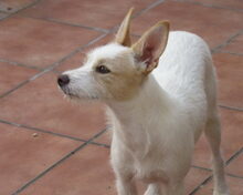GUNDI, Hund, Mischlingshund in Spanien - Bild 3