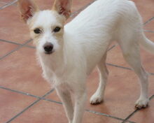 GUNDI, Hund, Mischlingshund in Spanien - Bild 4