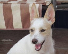 GUNDI, Hund, Mischlingshund in Spanien - Bild 5