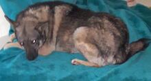 BRUNHILDA, Hund, Mischlingshund in Enger - Bild 3