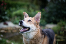 KNAUTSCH, Hund, Mischlingshund in Hörstel - Bild 1