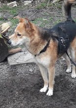 KNAUTSCH, Hund, Mischlingshund in Hörstel - Bild 11