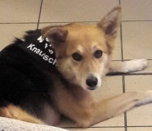 KNAUTSCH, Hund, Mischlingshund in Hörstel - Bild 13