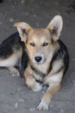 KNAUTSCH, Hund, Mischlingshund in Hörstel - Bild 2