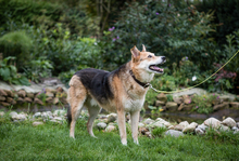 KNAUTSCH, Hund, Mischlingshund in Hörstel - Bild 8