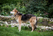 KNAUTSCH, Hund, Mischlingshund in Hörstel - Bild 9