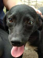 USCHI, Hund, Mischlingshund in Rumänien - Bild 1