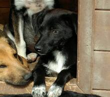 USCHI, Hund, Mischlingshund in Rumänien - Bild 3