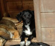 USCHI, Hund, Mischlingshund in Rumänien - Bild 4