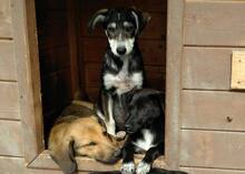 USCHI, Hund, Mischlingshund in Rumänien - Bild 5
