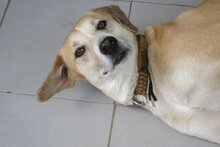 HARVEY, Hund, Labrador-Mix in Spanien - Bild 5