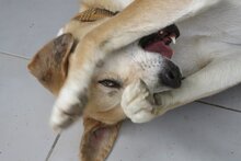 HARVEY, Hund, Labrador-Mix in Spanien - Bild 6