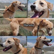 HARVEY, Hund, Labrador-Mix in Spanien - Bild 7