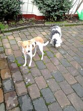 TINTIN, Hund, Mischlingshund in Kiel - Bild 13