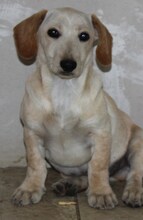 BORIS, Hund, Mischlingshund in Griechenland - Bild 1