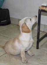 BORIS, Hund, Mischlingshund in Griechenland - Bild 10