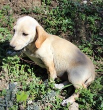 BORIS, Hund, Mischlingshund in Griechenland - Bild 11