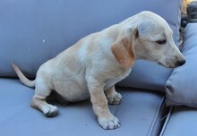 BORIS, Hund, Mischlingshund in Griechenland - Bild 15