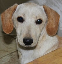 BORIS, Hund, Mischlingshund in Griechenland - Bild 4