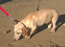 BORIS, Hund, Mischlingshund in Griechenland - Bild 7