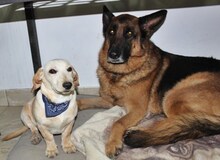 BORIS, Hund, Mischlingshund in Griechenland - Bild 8