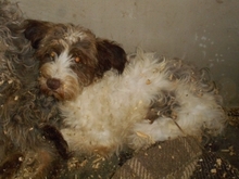LENKA, Hund, Mischlingshund in Kluis - Bild 1