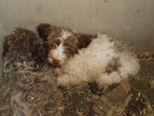 LENKA, Hund, Mischlingshund in Kluis - Bild 2