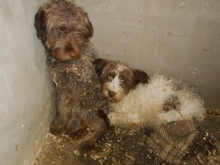 LENKA, Hund, Mischlingshund in Kluis - Bild 4