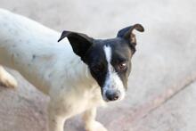 MALENI, Hund, Bodeguero Andaluz in Spanien - Bild 4