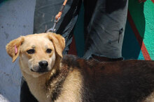 ADA, Hund, Beagle-Mix in Bulgarien - Bild 2