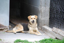 ADA, Hund, Beagle-Mix in Bulgarien - Bild 3