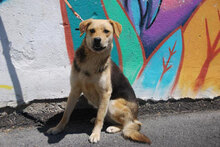 ADA, Hund, Beagle-Mix in Bulgarien - Bild 5