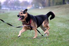 BAKIRA, Hund, Deutscher Schäferhund-Mix in Hausach - Bild 10