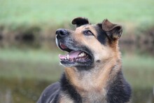 BAKIRA, Hund, Deutscher Schäferhund-Mix in Hausach - Bild 7