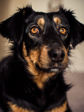 TOFFEE, Hund, Mischlingshund in Essen - Bild 1