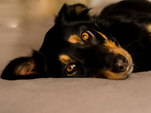 TOFFEE, Hund, Mischlingshund in Essen - Bild 2