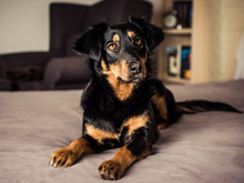 TOFFEE, Hund, Mischlingshund in Essen - Bild 4