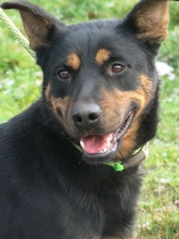 ALMA, Hund, Mischlingshund in Ungarn - Bild 2