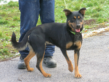 ALMA, Hund, Mischlingshund in Ungarn - Bild 3